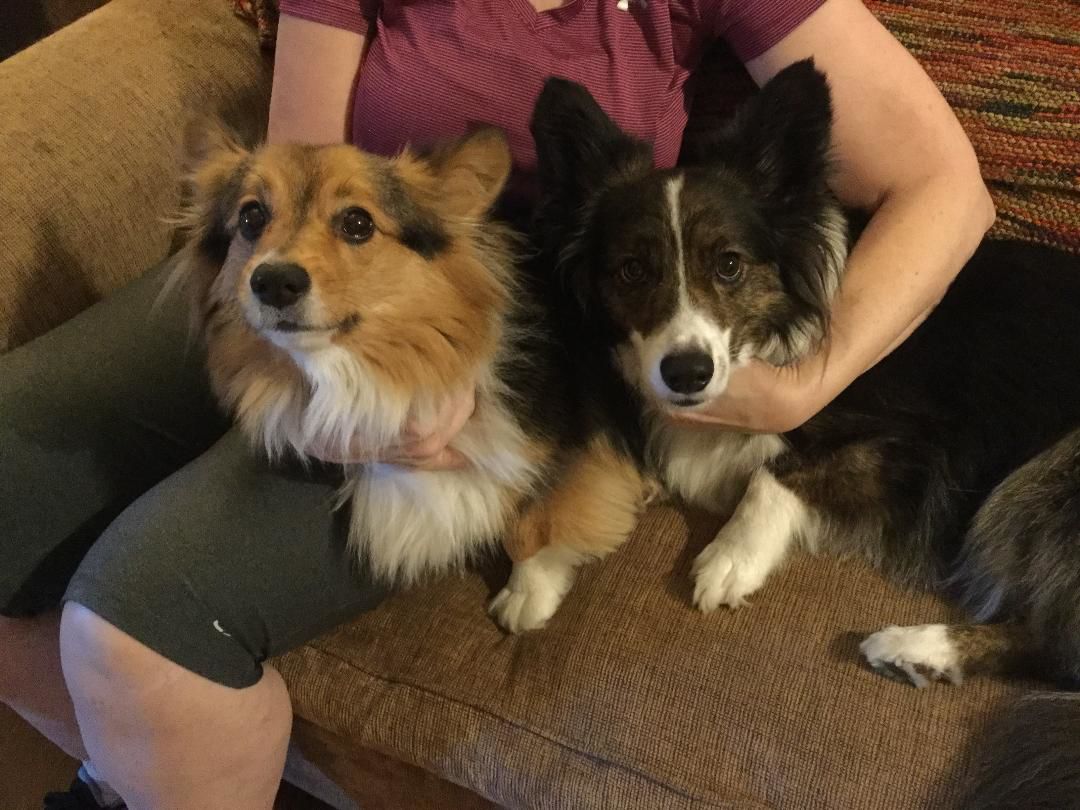 Super Cute Corgi pups - Barrett and Mitzi Stinson.jpg